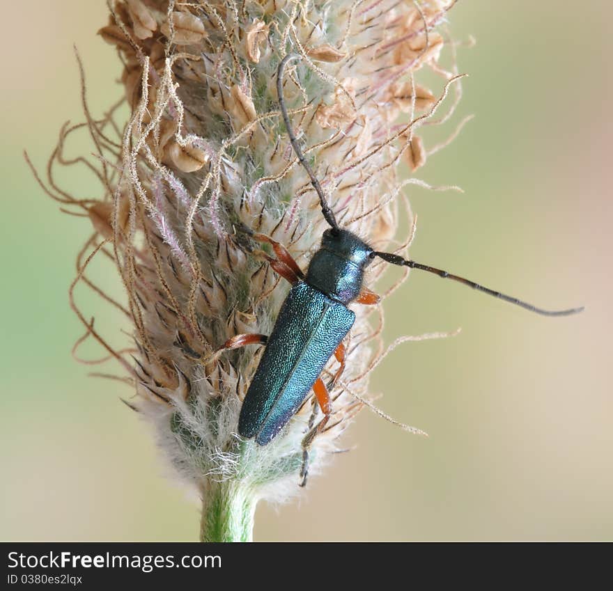 Phytoecia caerulea