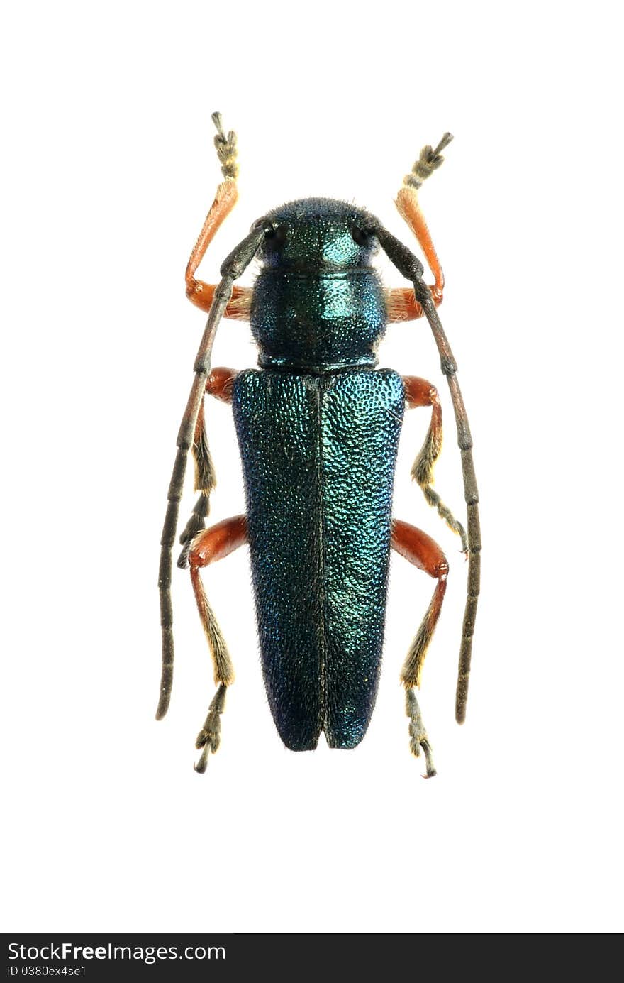 Phytoecia (Helladia) millefolii ssp.alziari on the white background