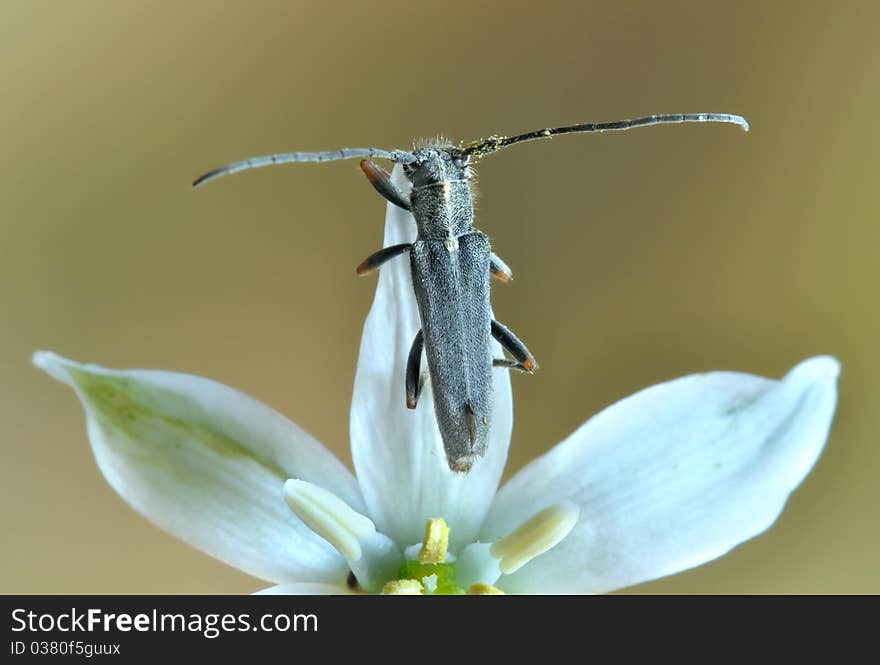 Phytoecia geniculata