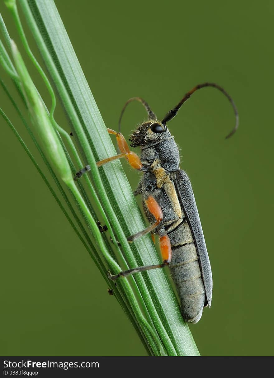 Phytoecia icterica