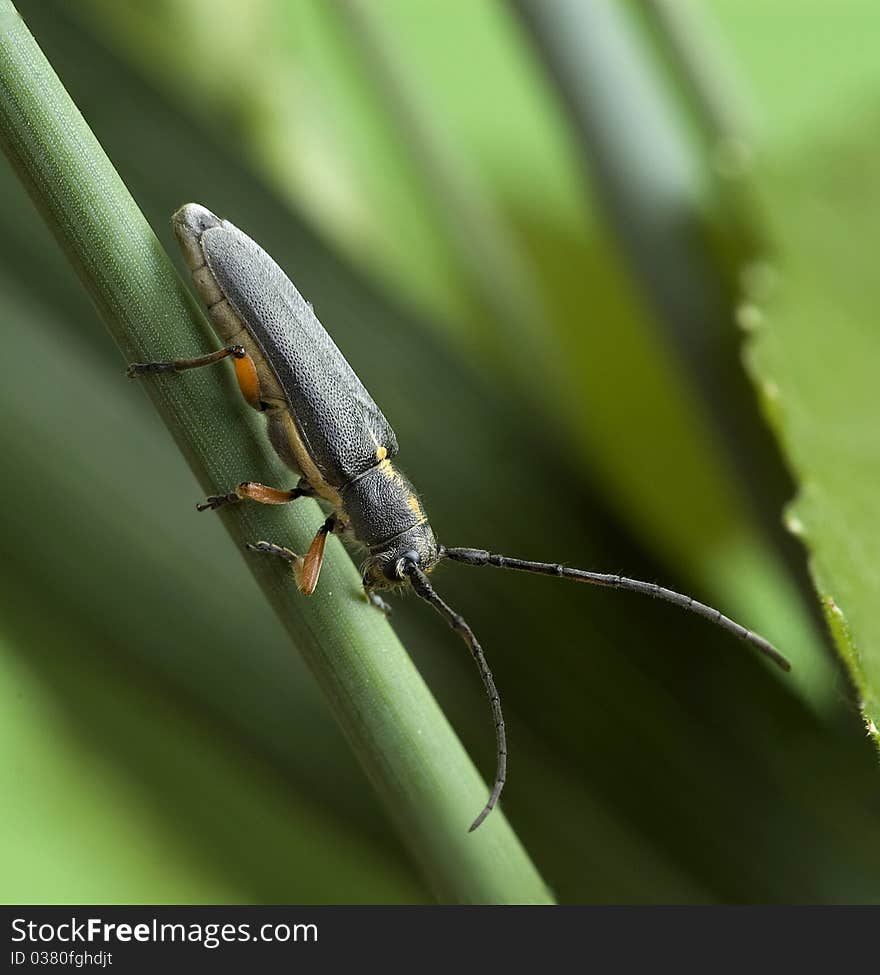 Phytoecia icterica