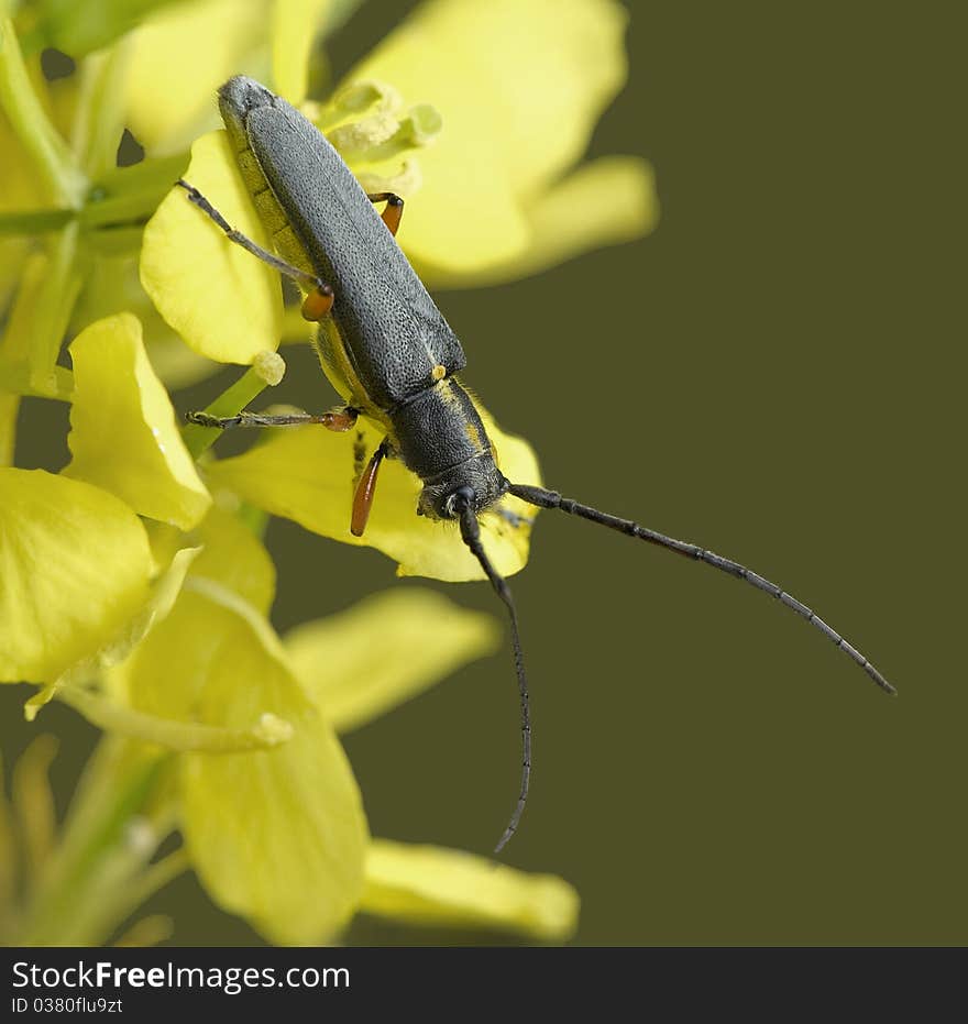 Beetle Phytoecia Icterica