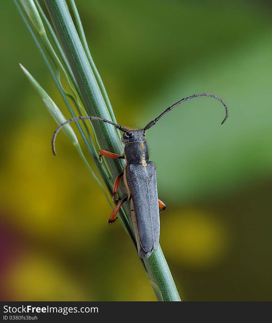 Phytoecia icterica