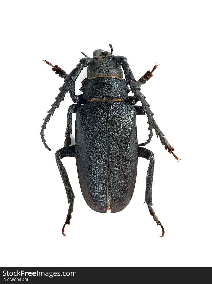 Prionus coriarius (male) on the white background