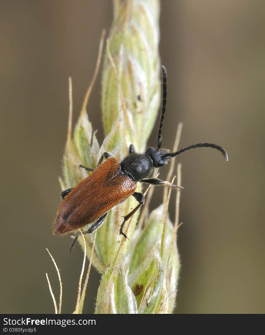 Pseudovadonia Livida