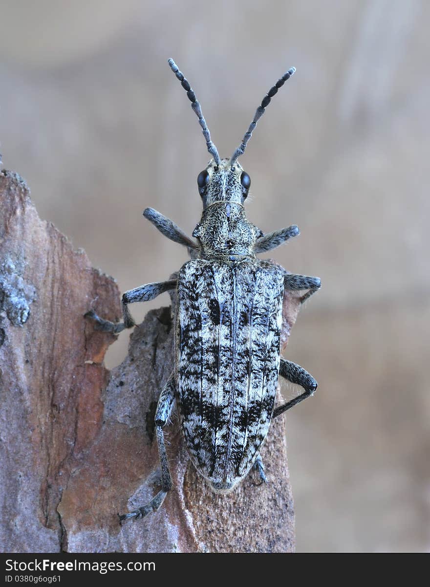 Rhagium inquisitor