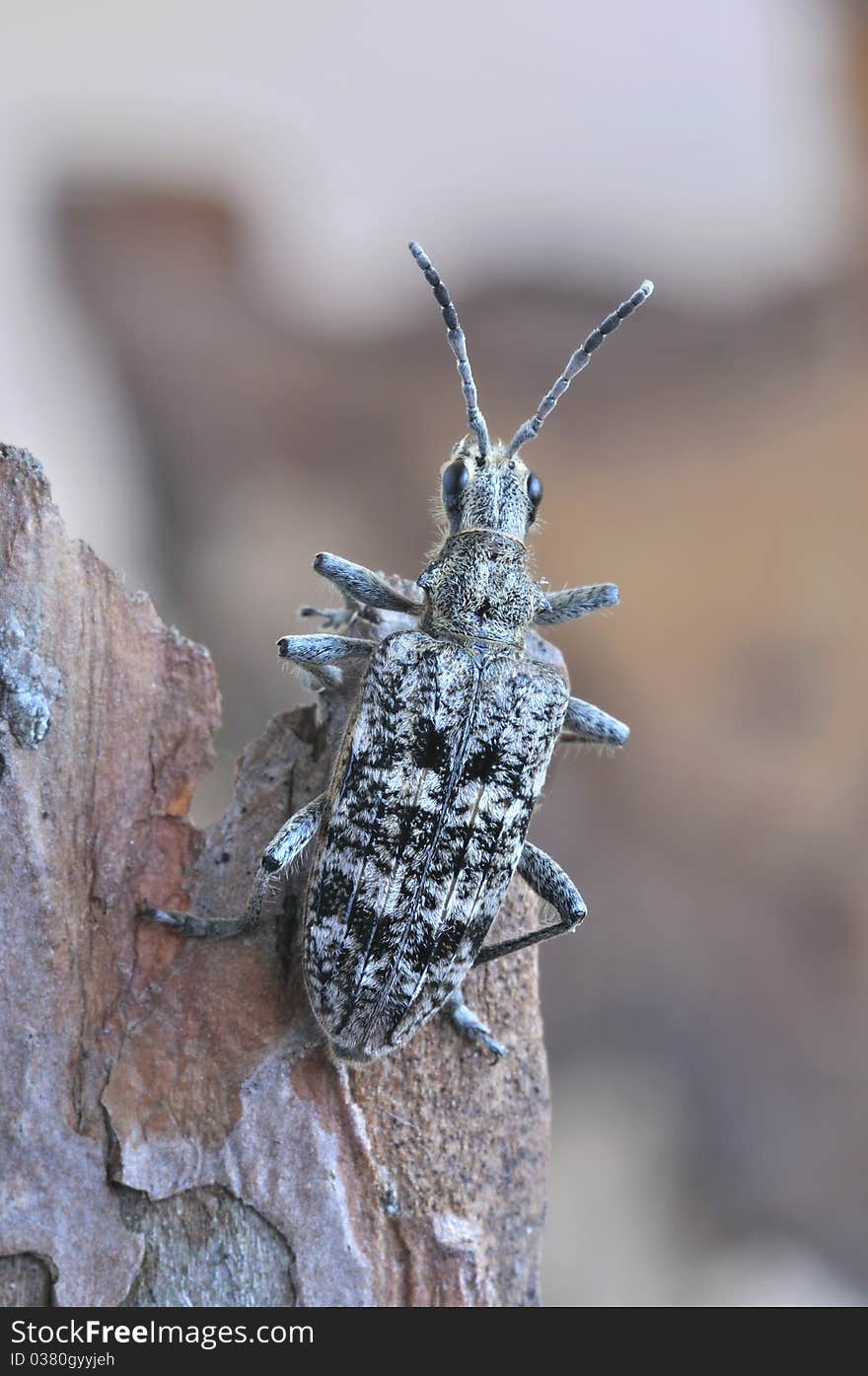 Rhagium inquisitor