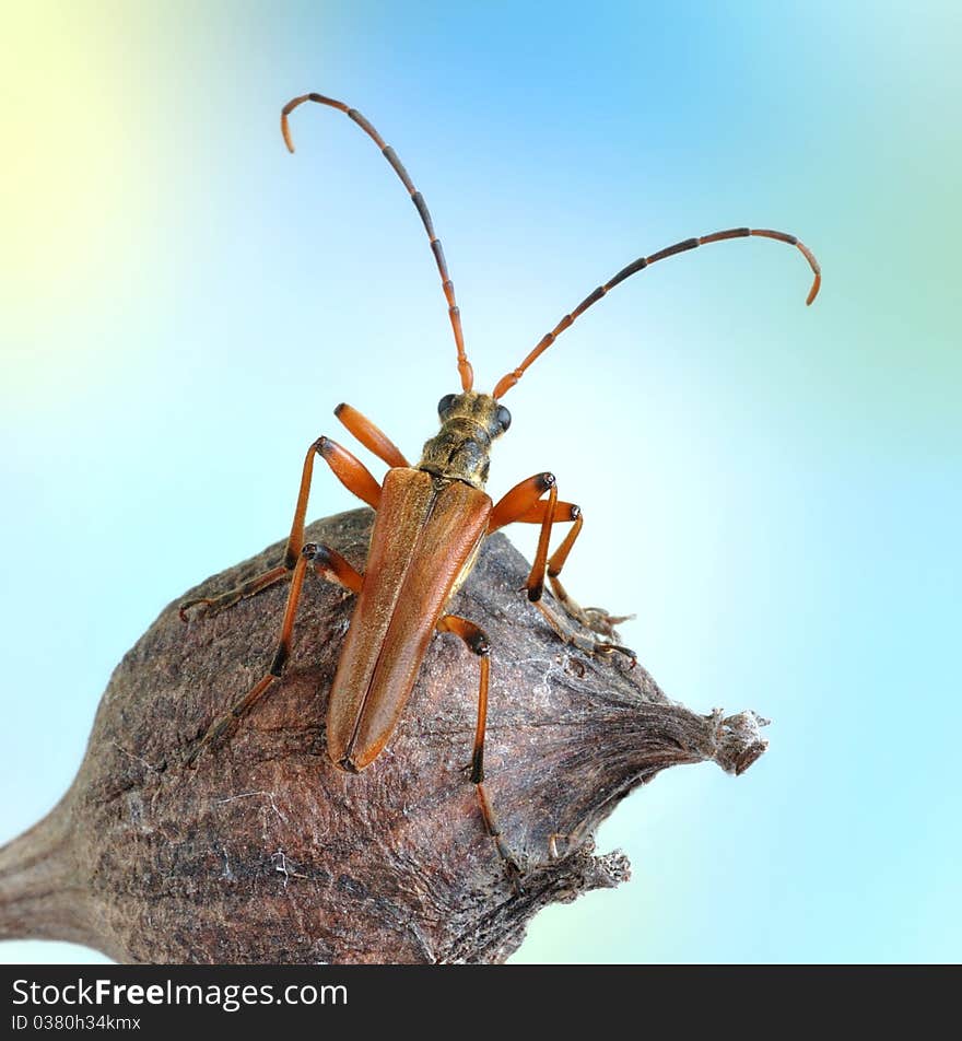 Stenocorus meridianus on the plant