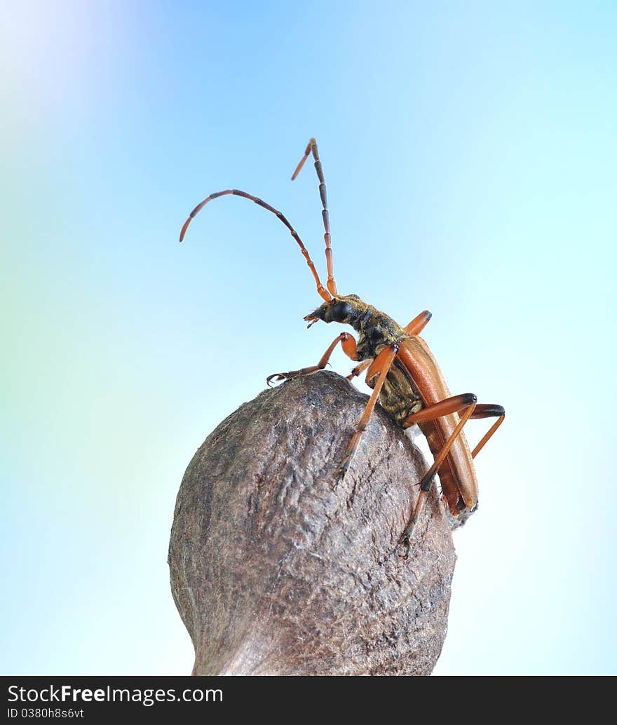 Stenocorus meridianus on the plant