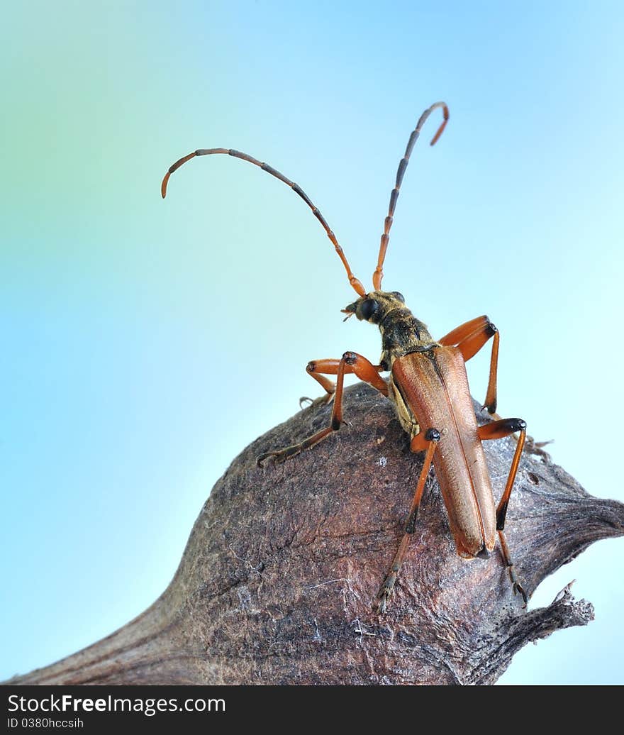 Stenocorus meridianus on the plant