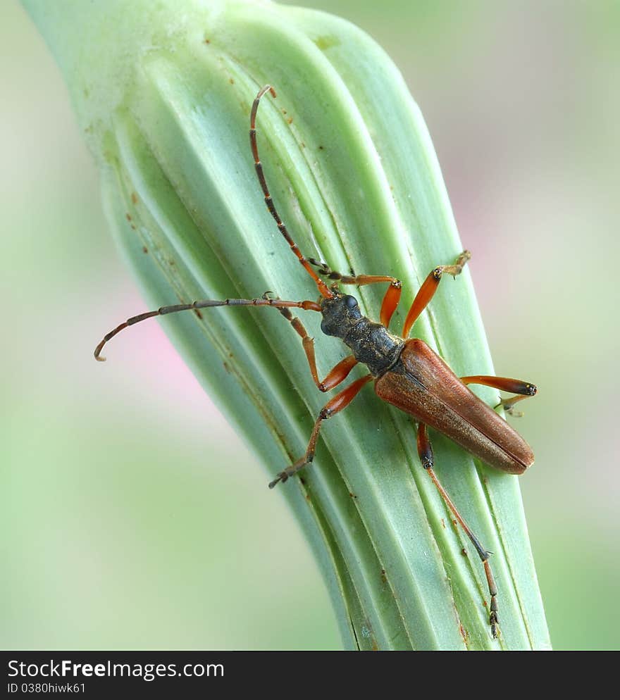 Stenocorus meridianus on the plant