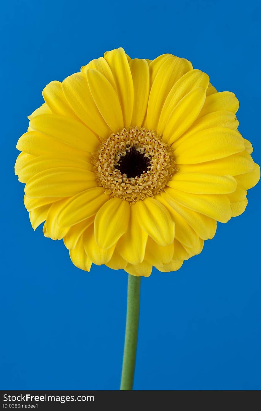 Gerbera daisy flower over blue background. Gerbera daisy flower over blue background