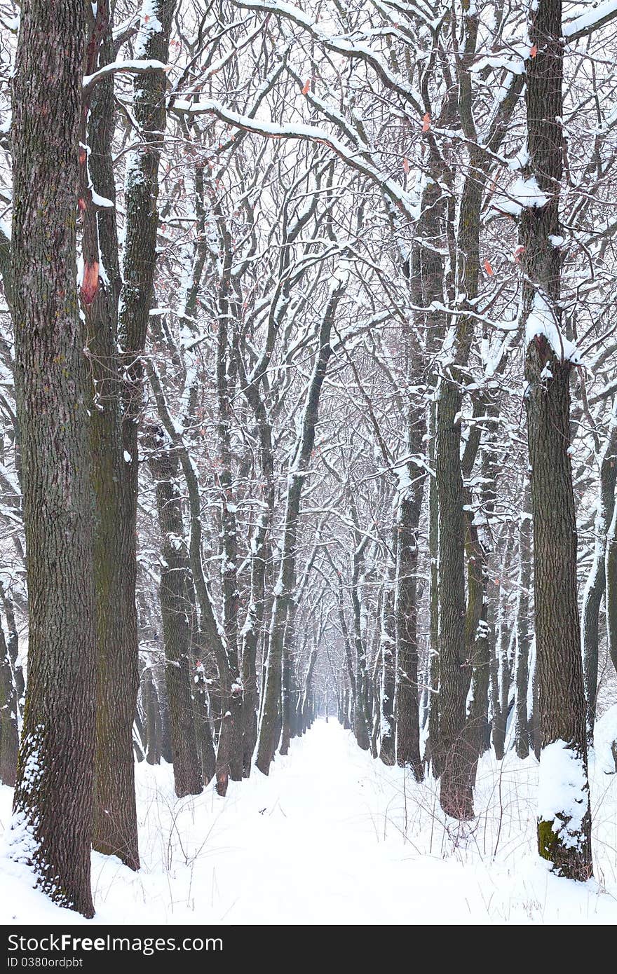 Snow-covered trees in the park. Snow-covered trees in the park