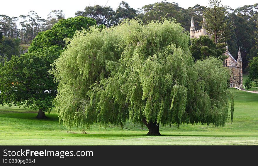 A beautiful tree in Tasmania