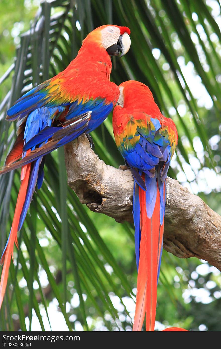 Two macaws back side