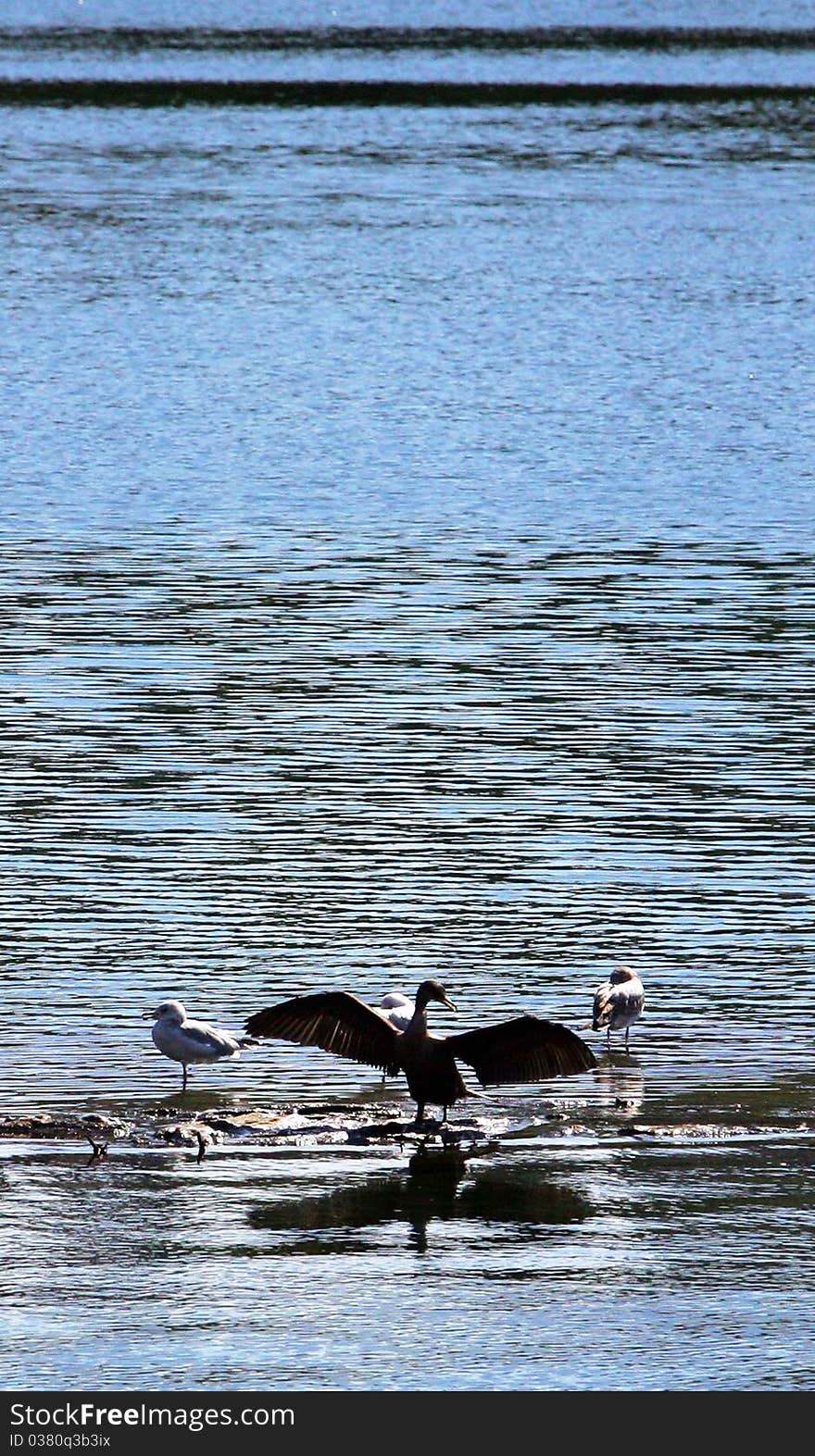 Cental Park in New York City birds on the surface of the Hudson River. Cental Park in New York City birds on the surface of the Hudson River