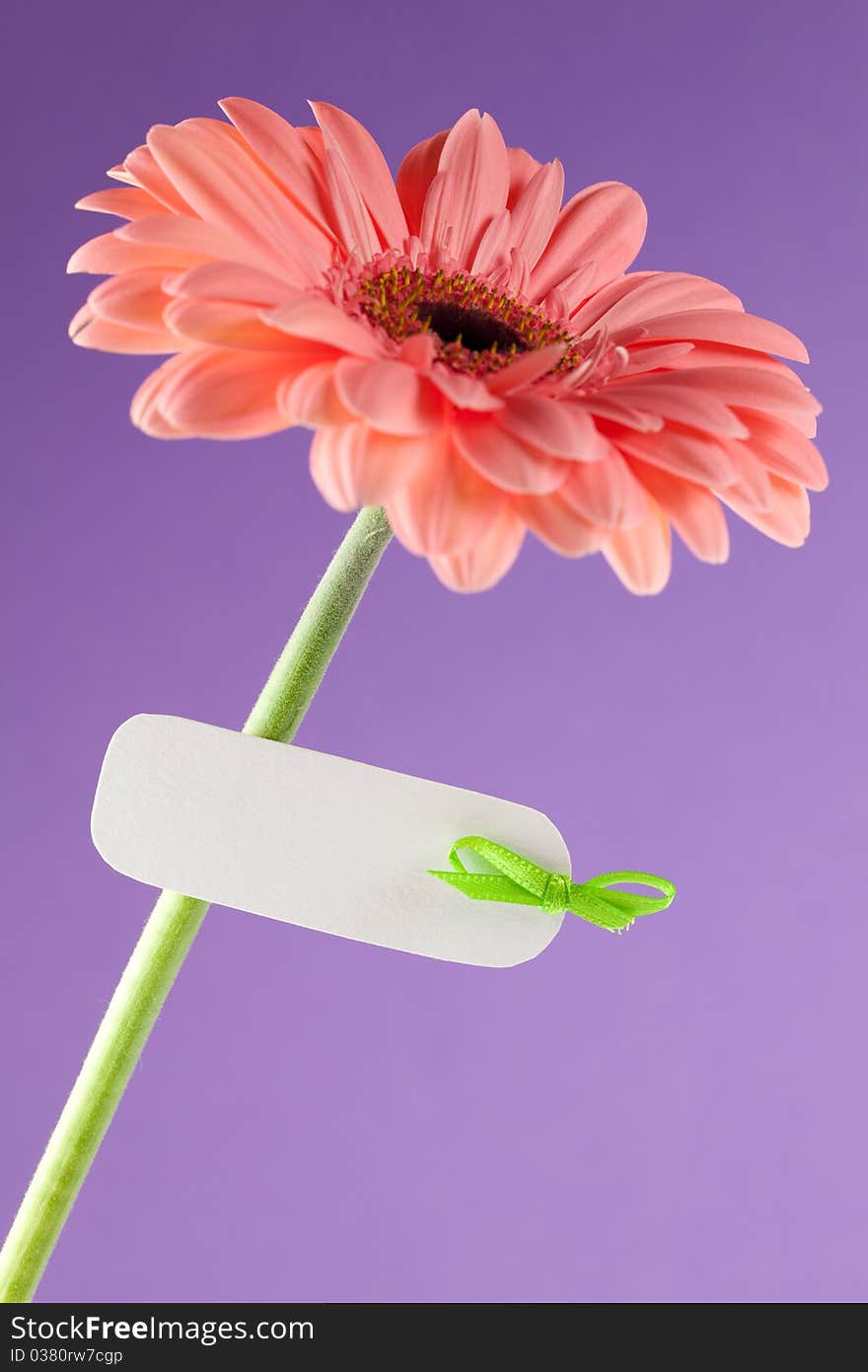 Gerbera with white label