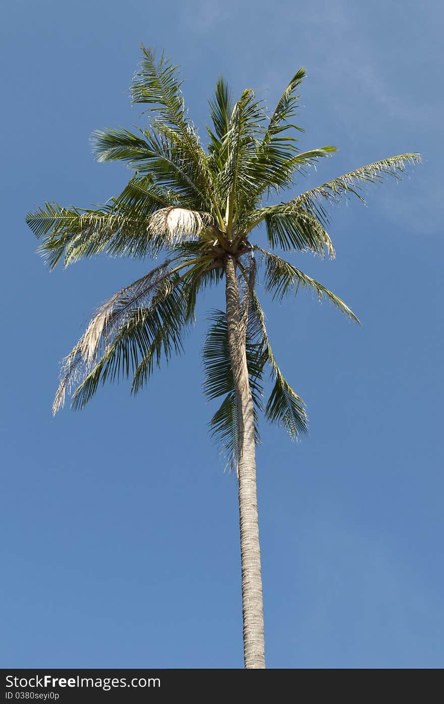 Leafs of coconut palm tree on blue background.