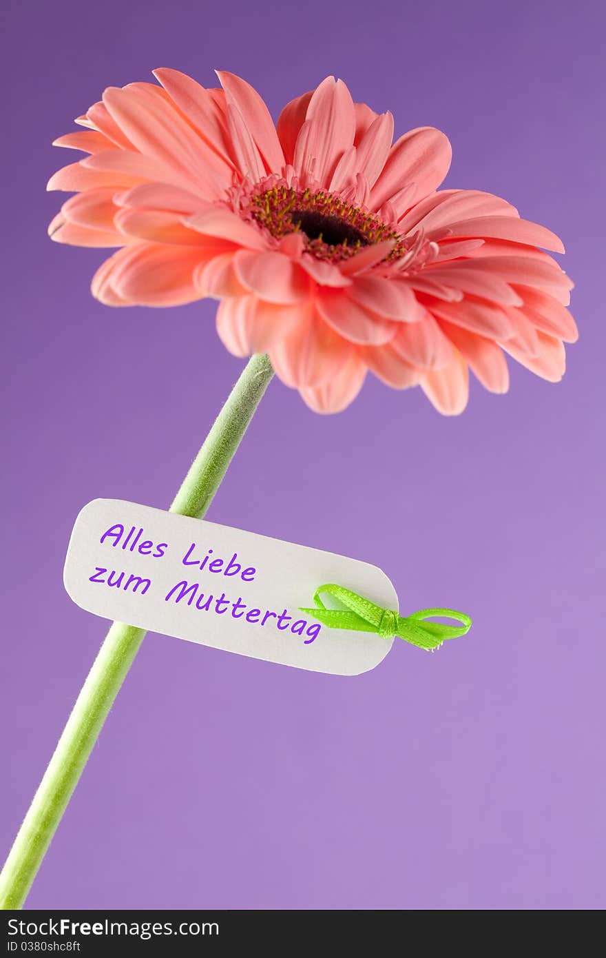 Gerbera with label