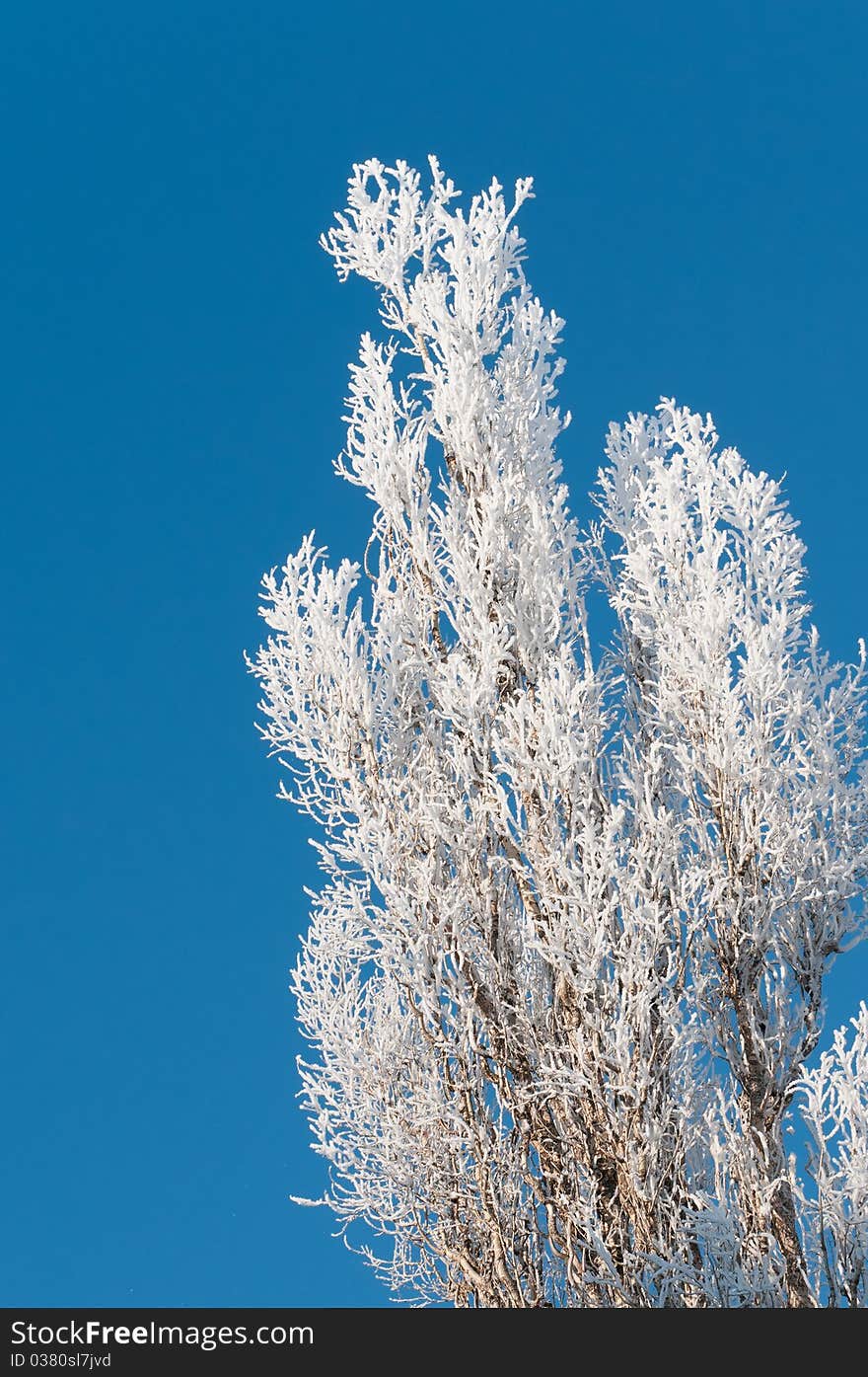 The winter tree on a blue sky