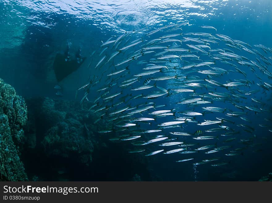 School Of Barracudas