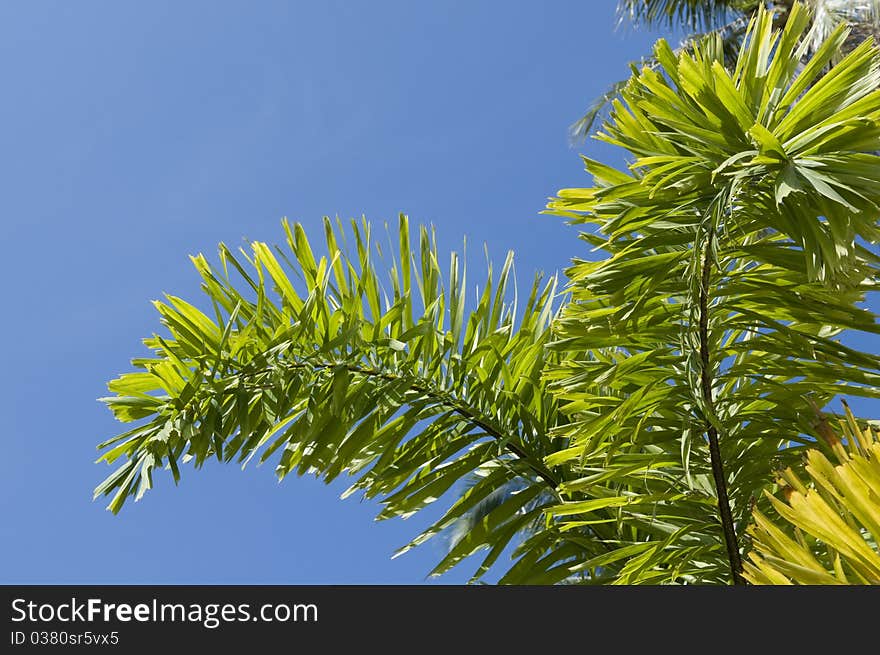 Leafs of palm tree on blue background.