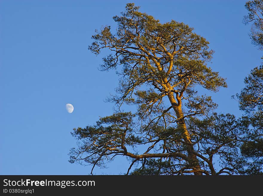 Morning in the Forest