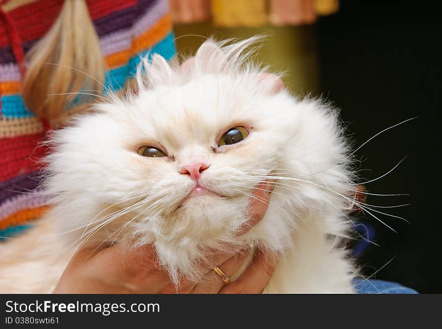 White fluffy cat with widely open eyes