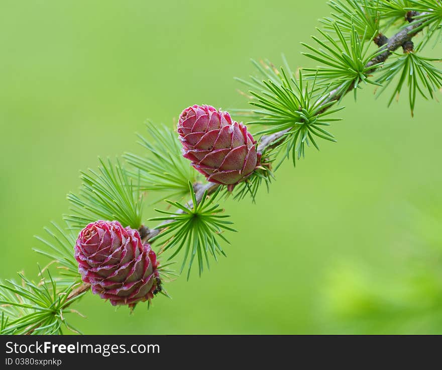 Young Cones On A Branch Of Larch