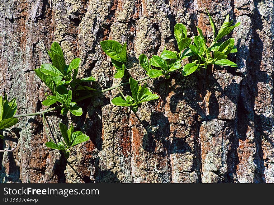 Young leaves on the bark of old pine. Young leaves on the bark of old pine