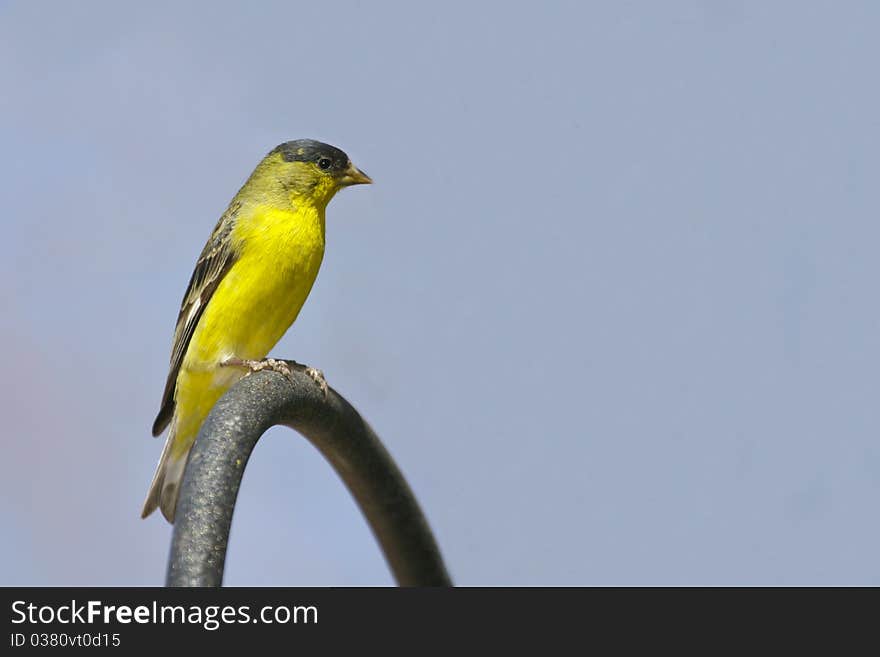 Lesser Goldfinch (Caruelis psaltria)