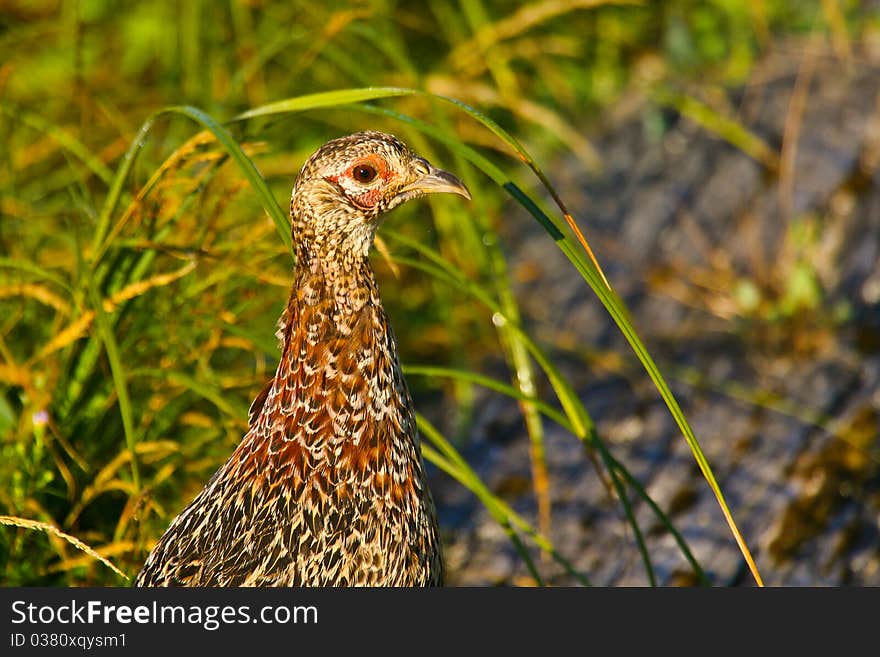 Ring-necked Pheasant (Phasianus colchicus) is a favorite hunting bird imported from Europe and Asia. Ring-necked Pheasant (Phasianus colchicus) is a favorite hunting bird imported from Europe and Asia