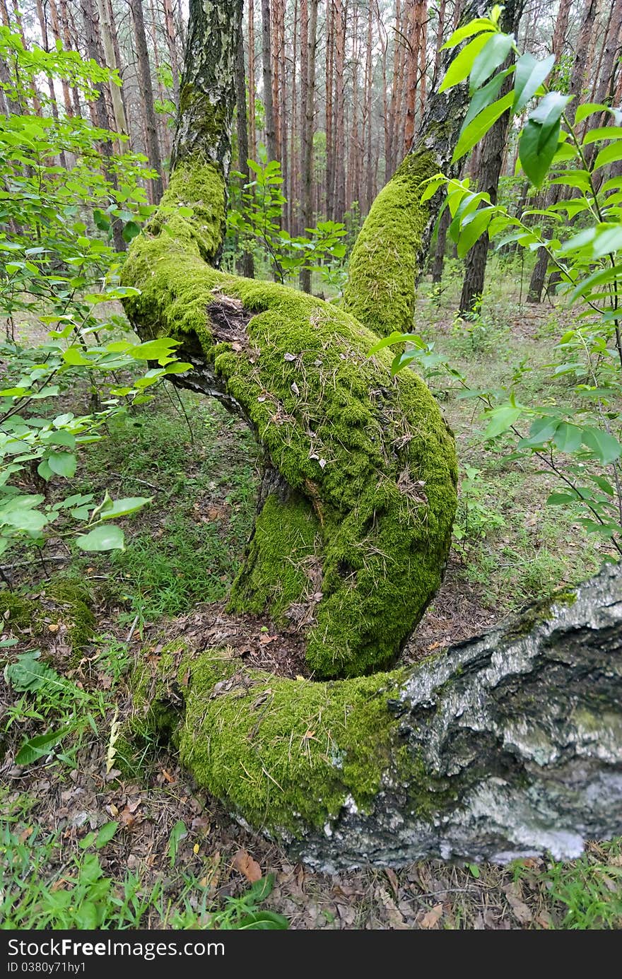 Fancifully bound trunks of three birches from one root. Fancifully bound trunks of three birches from one root