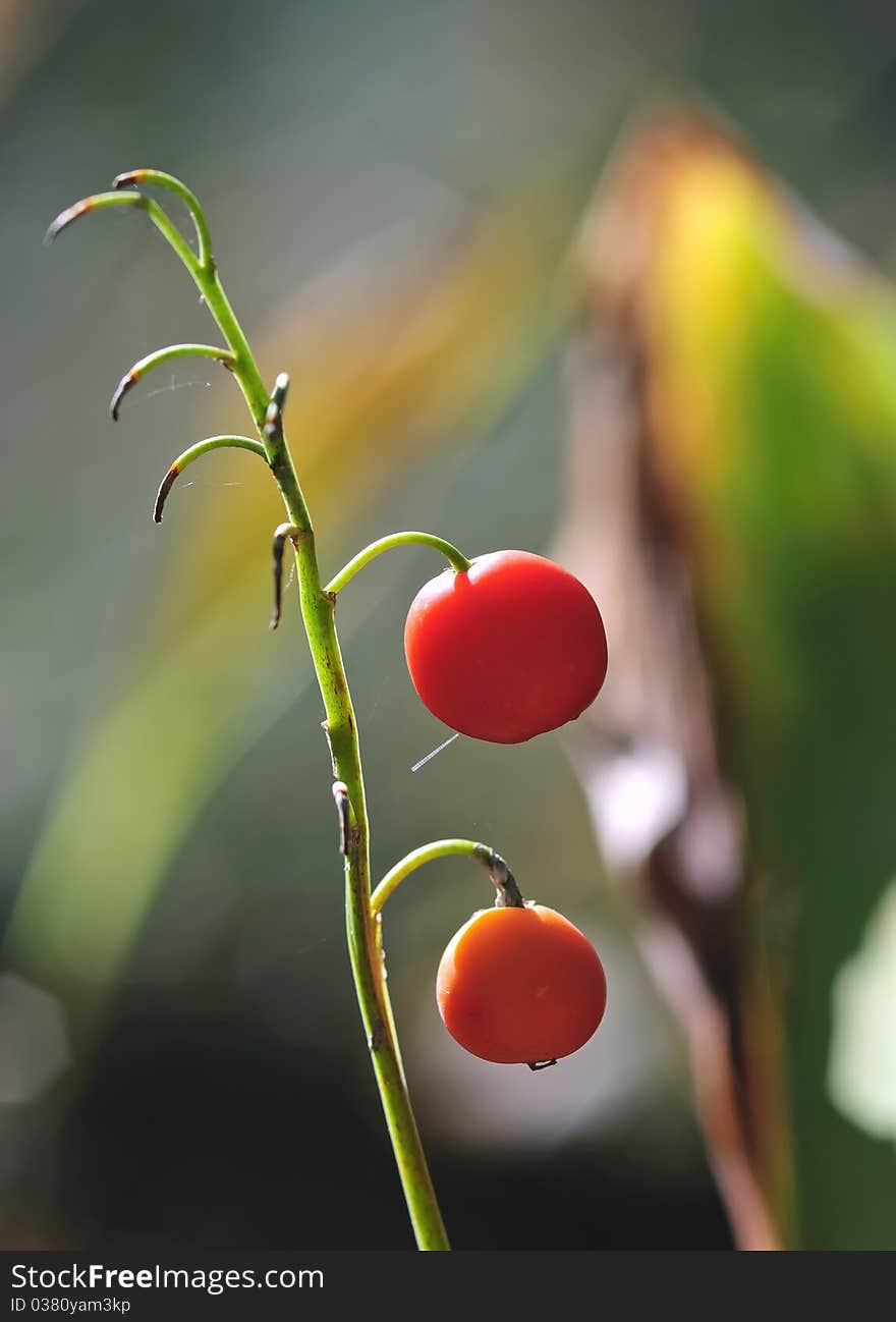 Lily Of The Valley In The Autumn