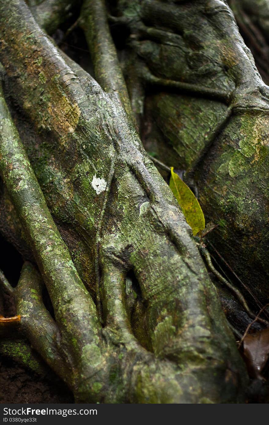 Image background - an old tree bark. Image background - an old tree bark