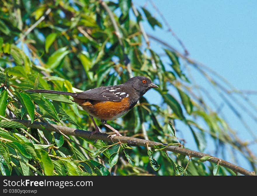 Spotted Towhee (Pipilo maculatus) is usually spotted on the ground skulking for food