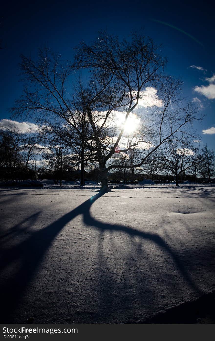 A Tree In Winter