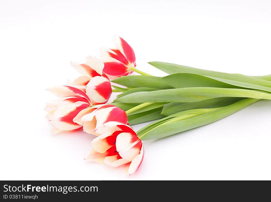 Tulips On A White Background