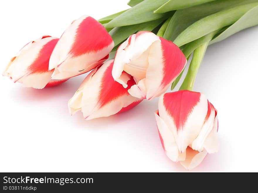 Spring tulips on a white background