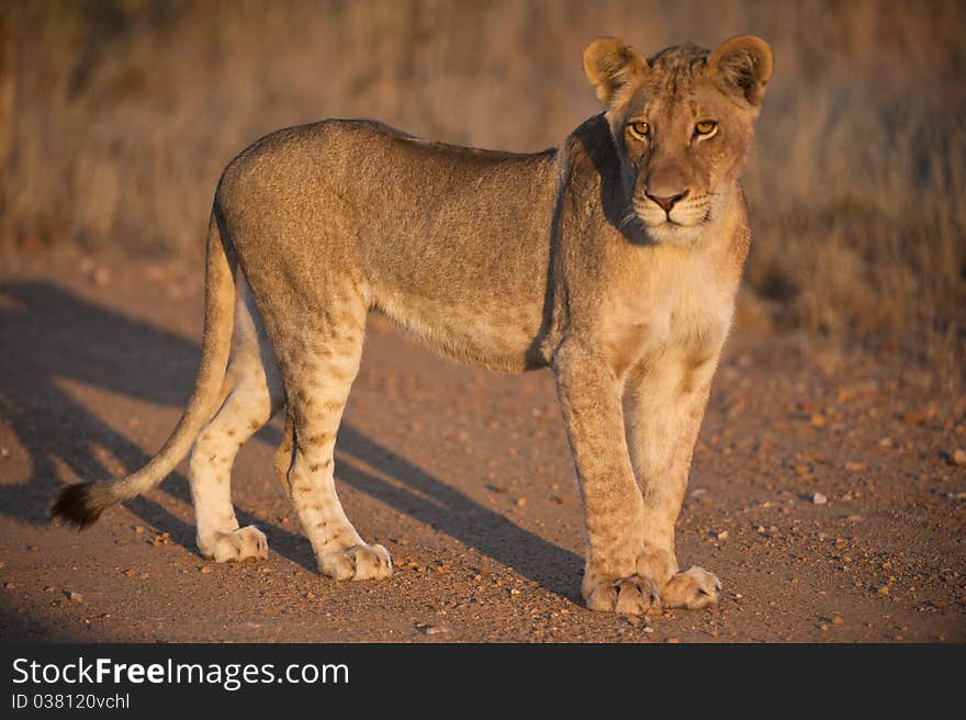 Sub Adult Lioness