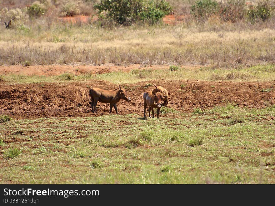 A couple of warthogs running around in africa. A couple of warthogs running around in africa