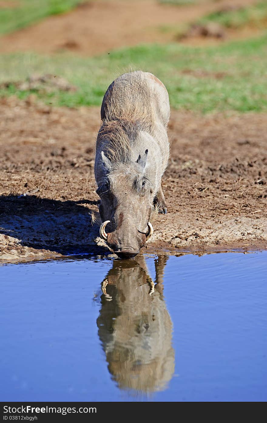 Thirsty Warthog