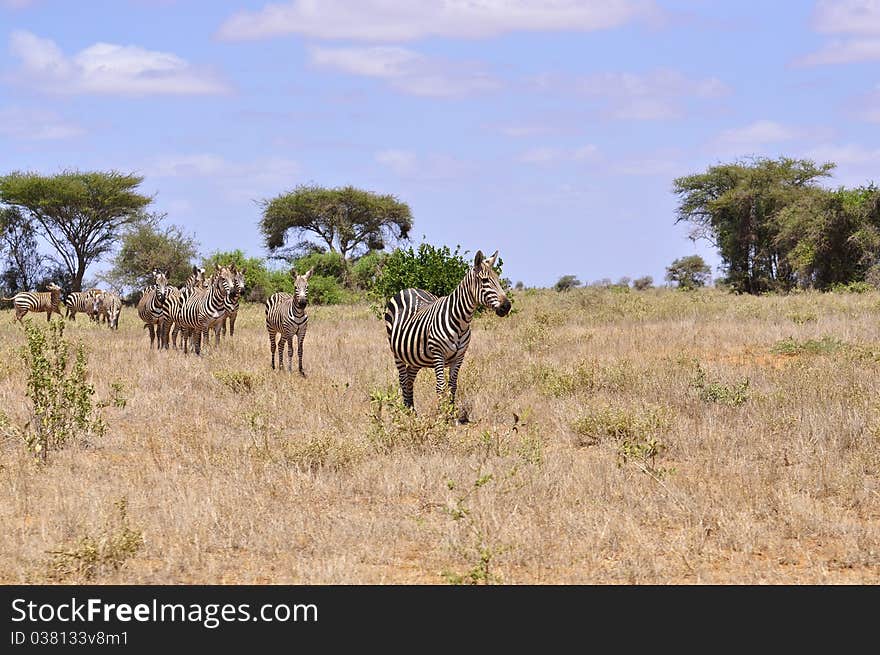 Herd of Zebras in Africa