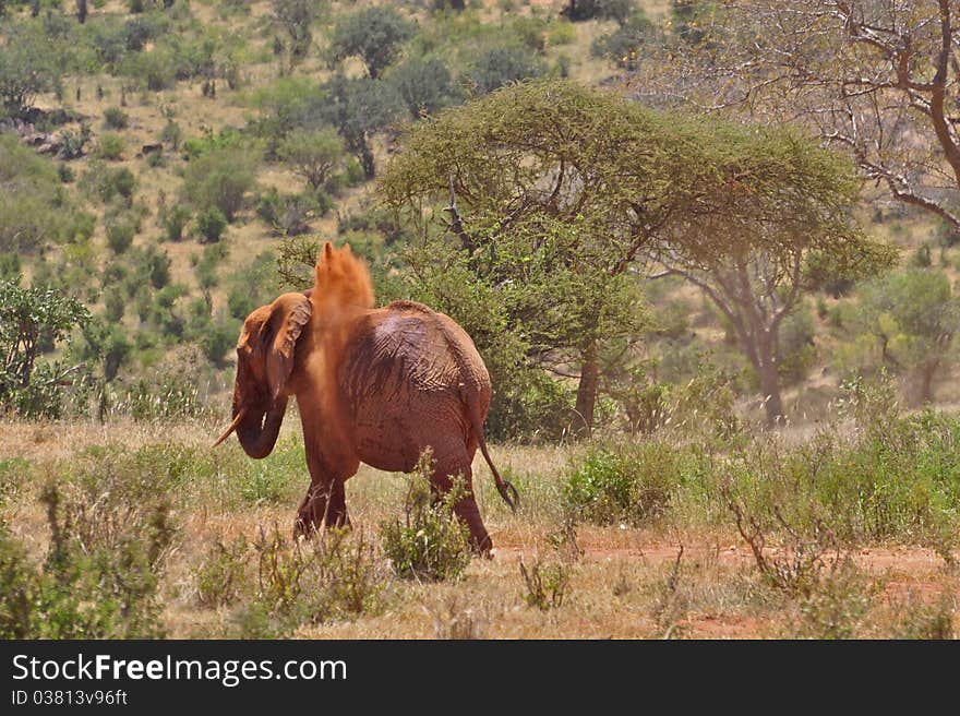 An elephant cooling off in Tsavo East Africa. An elephant cooling off in Tsavo East Africa