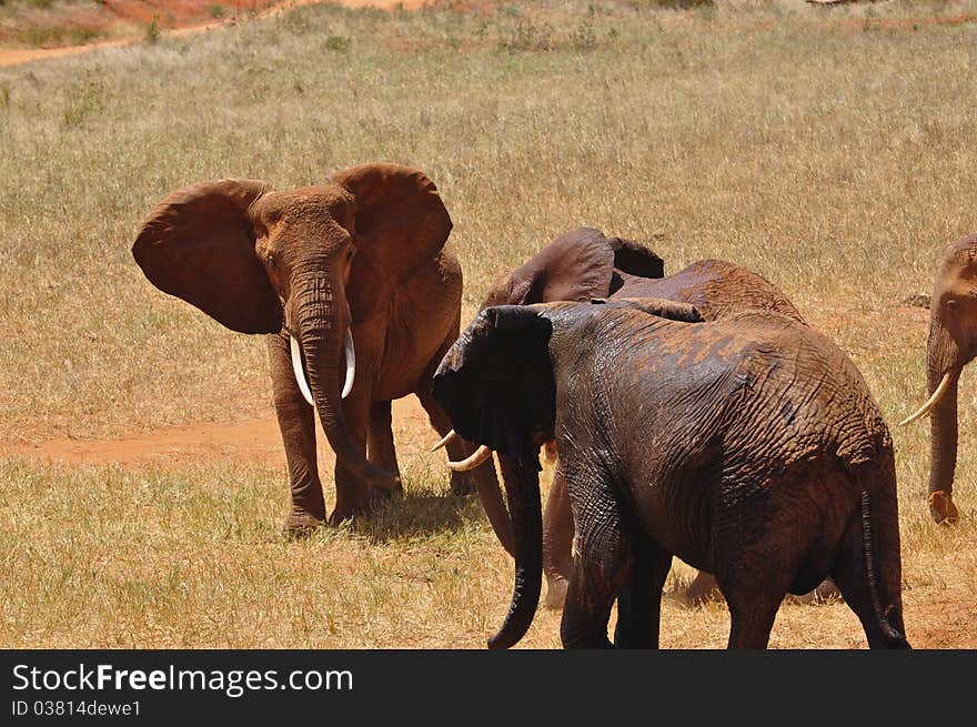 A coulple of male elephants in Tsavo East Africa. A coulple of male elephants in Tsavo East Africa