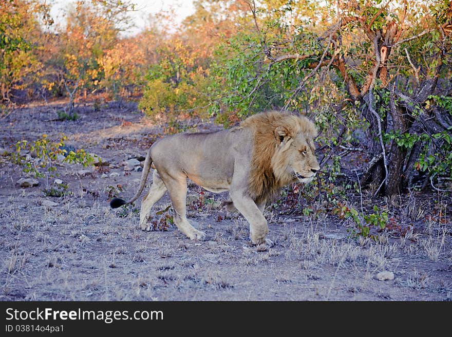 AMale lion walks hard after a night of hunting. AMale lion walks hard after a night of hunting