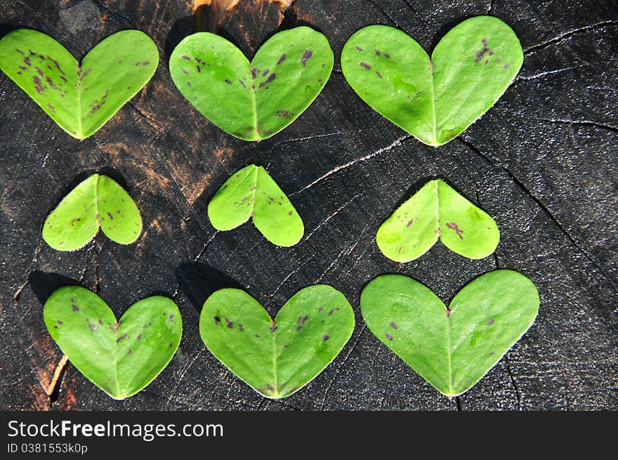 Heart shaped green clovers on backg ground