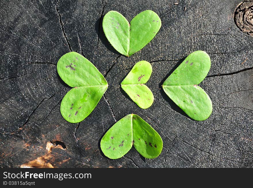 Heart shaped green clovers on black ground