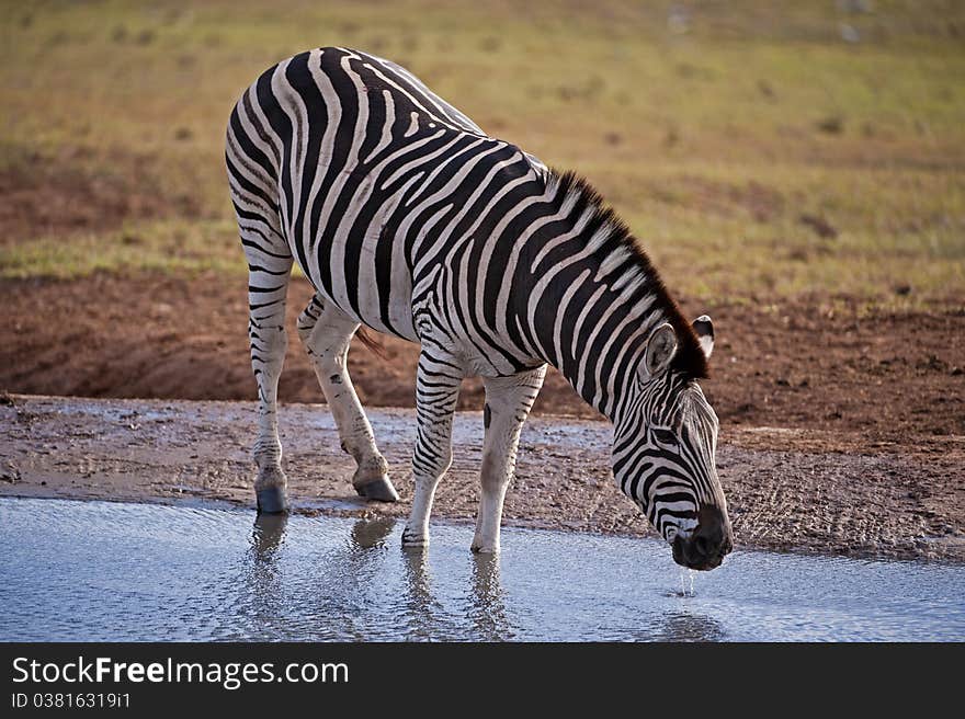 Drinking Zebra