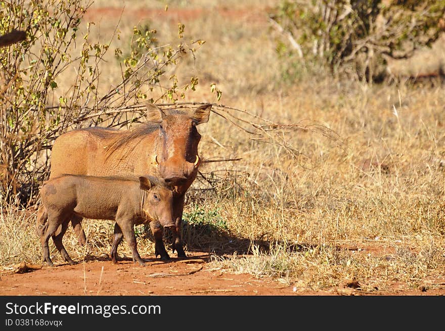 Warthog Africa